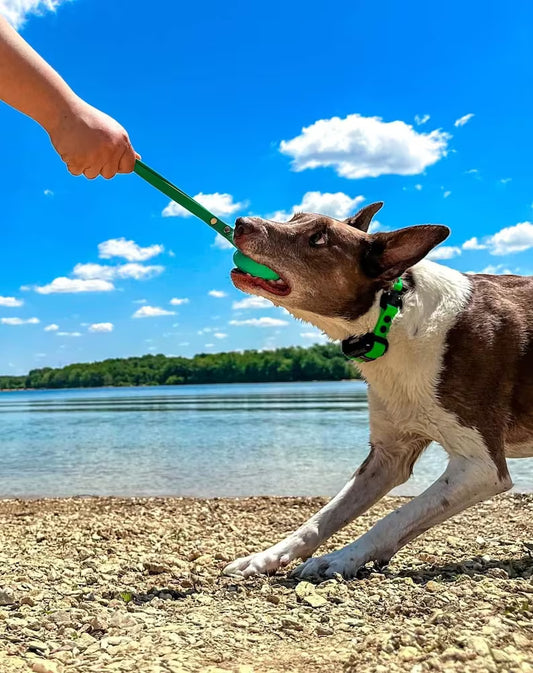 Reward Ball With BioThane Handle